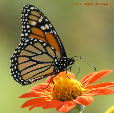 Monarch on Tithonia