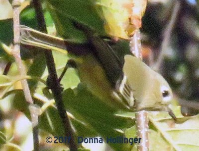 Young Kinglet