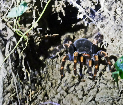 Female Tarantula in a mud cave at night!