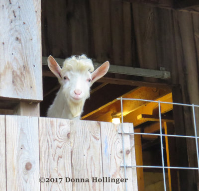 Mr Curious Goat at Pic Conner's