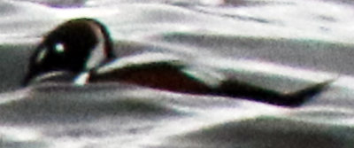 Male Harlequin Duck  Swimming on Cape Ann this morning