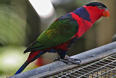 Purple Lorikeet Visiting Other Birds