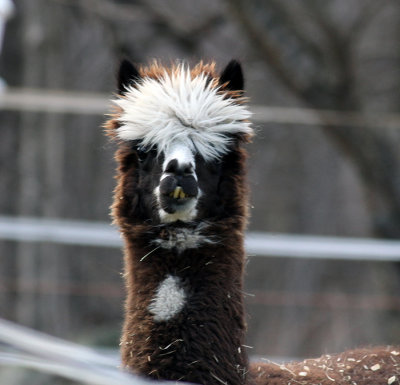 Alpaca At Wallace's Farm