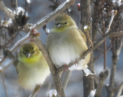 Winter plumage on fluffed out Goldfinches