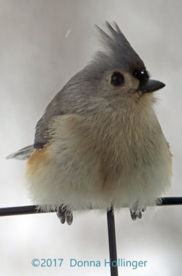 Titmouse on the deck