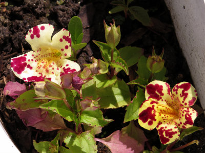 Mimulus Flower from garden 2014