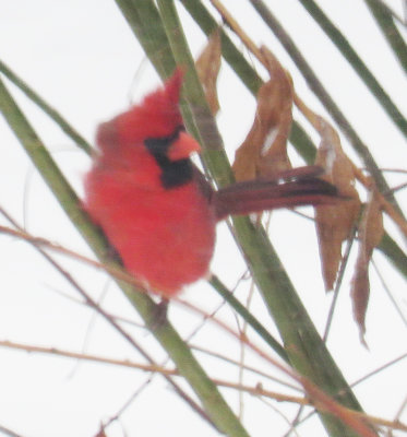 Cardinals are so unusual up here on our hill!