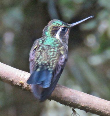 Costa Rican Hummer