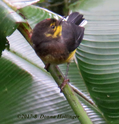 Immature Collared Redstart turning