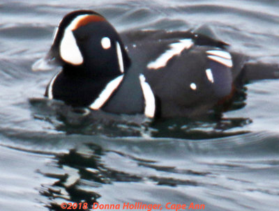 Male Harlequin Duck  Swimming on Cape Ann yesterday morning