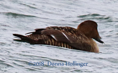 Female Common Eider