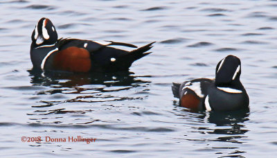 Two Harlequin Ducks in brighter light