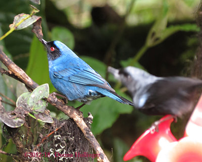 Diglossopis cyanea, Masked Flowerpiercer with a visitor bird!!