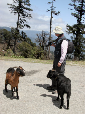Peter at a Roadside Chorten with two goats