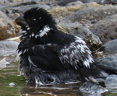 Variable Seedeater Taking a Bath