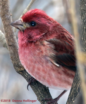 So many reds and maroons in this birds feathers!