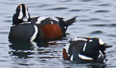 Two Male Harlequin Ducks in Rockport MA