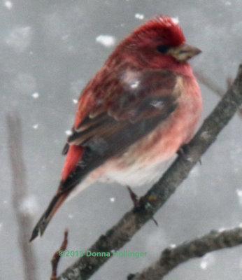 Purple Finch, in a Snowstorm, We are having quite a dumping!