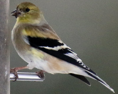 A Very Changeable Goldfinch at a Thistle Feeder in 