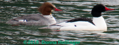 Common Merganser Pair on the Ompompanoosuc River