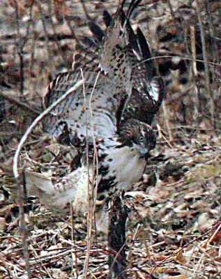Red Tailed Hawk Struggling with a Mink