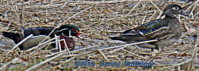 Feeding in the Field, Woodduck pair