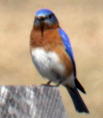 Male Bluebird near a Nesting Box 
