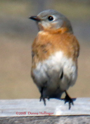 Female Bluebird Near Nesting Box
