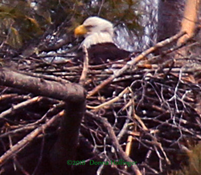 Bald Eagle Sitting on a nest