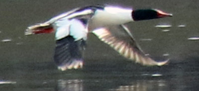 Male Common Merganser Flying