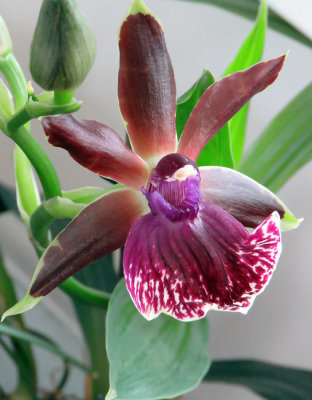 Carolyn's Orchid