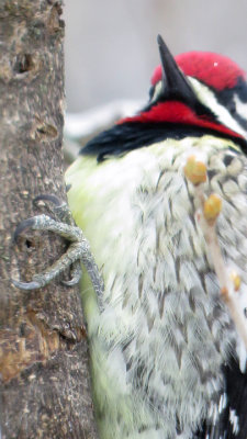 YellowBellied Sapsucker - Just a Glimpse!
