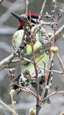 Icy Lilac Bush with Yellow-bellied Sapsucker