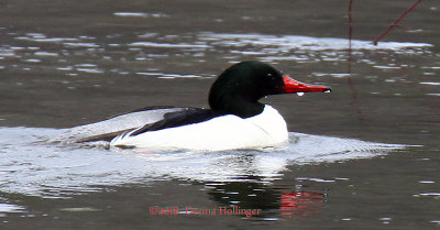 On the Ompompanoosuc River yesterday, Common Merg