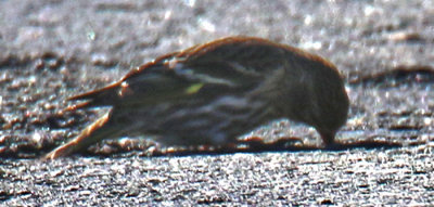 Pine Siskin on the Road