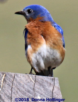 Male Bluebird near a Nesting Box