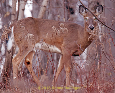 LAst Night at Dusk:  Deer