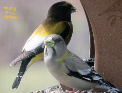 Evening Grosbeaks Feeding on my Deck