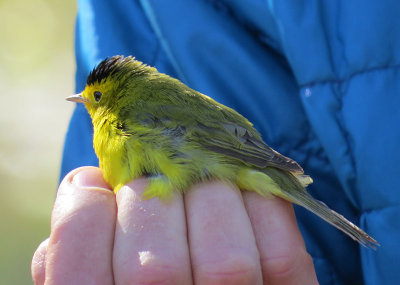 Birdbanding with Vermont Eco Studies 800ywer.6674.copy.jpg