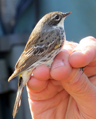 Female Myrtle Warbler about to be banded