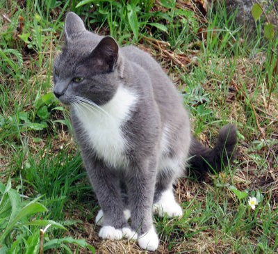 Tomas the kitty visiting our hill.