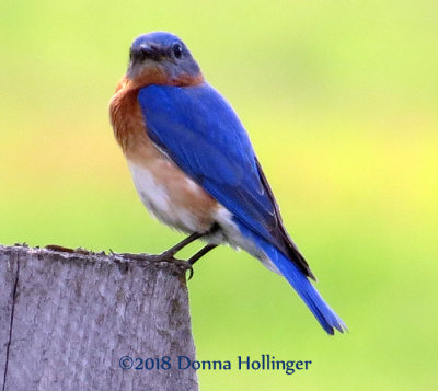 Male Bluebird near a Nesting Box