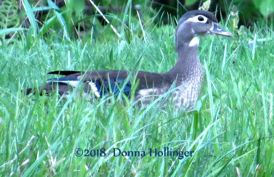 Female Woodduck