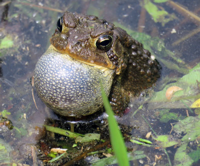 American Toad Trilling in our pond