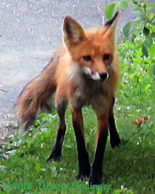 Mummy Fox looking for some mice