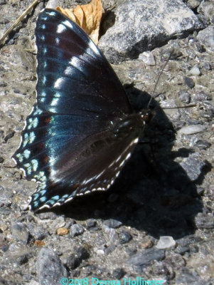 Red Spotted Purple Buttefly