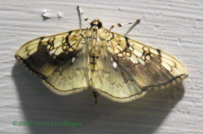 Basswood Leafroller Moth