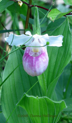 LadySlipper Last Week in Floras Bog