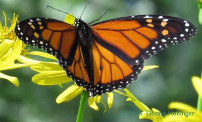 Male Monarch