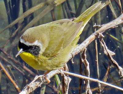 Common Yellow Throat Male